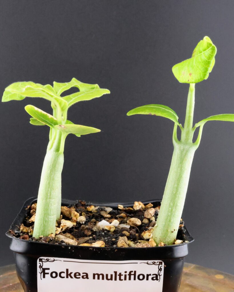 Jungpflanzen von Fockea multiflora, man sieht das Erscheinen der ersten echten Blätter