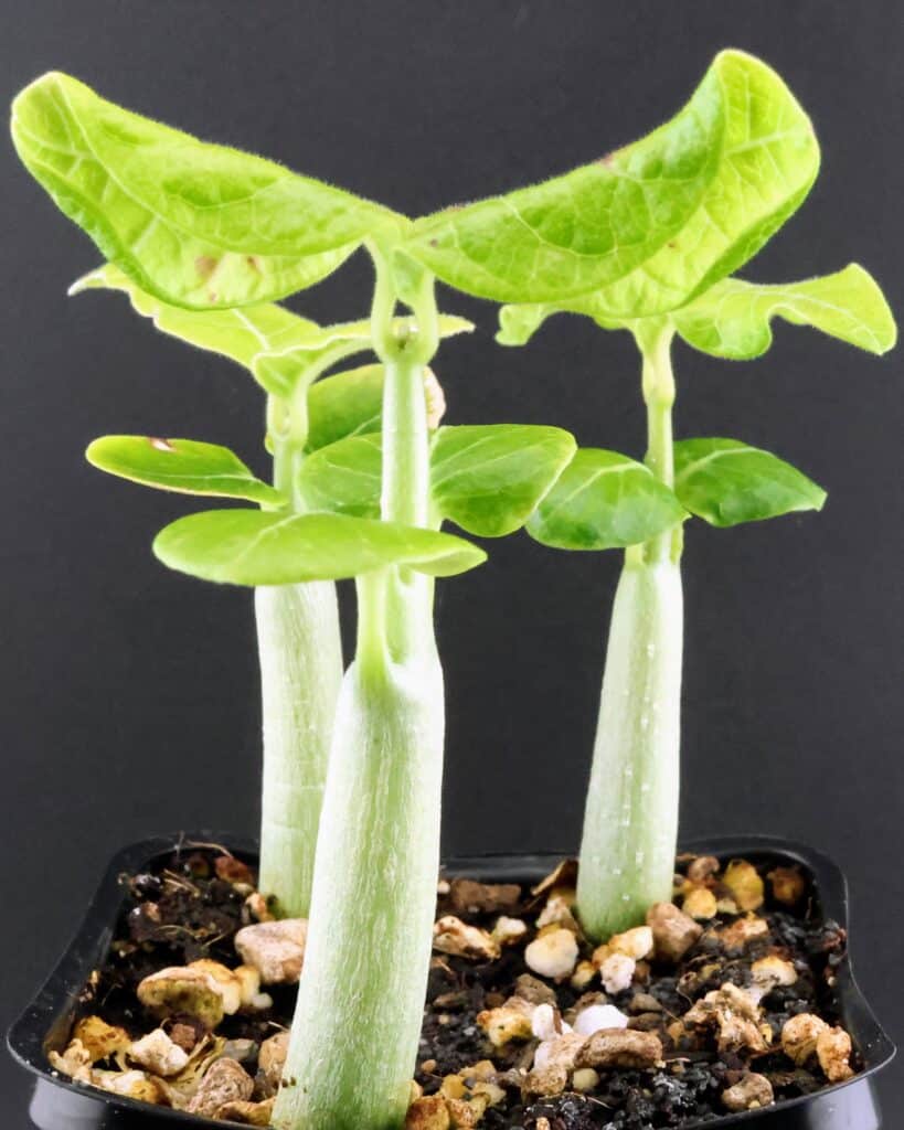 Details der Blattadern und Härchen auf den Blättern von Fockea multiflora-Sämlingen