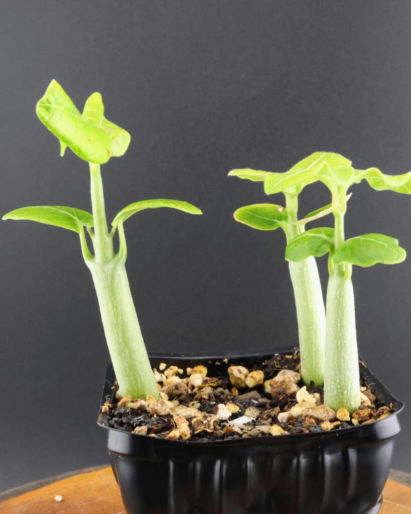 Sämlinge von Fockea multiflora, Detail der Caudices zu Beginn des Wachstums