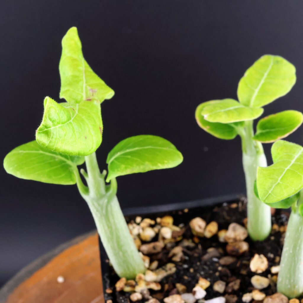 Blattdetails von Fockea multiflora-Jungpflanzen