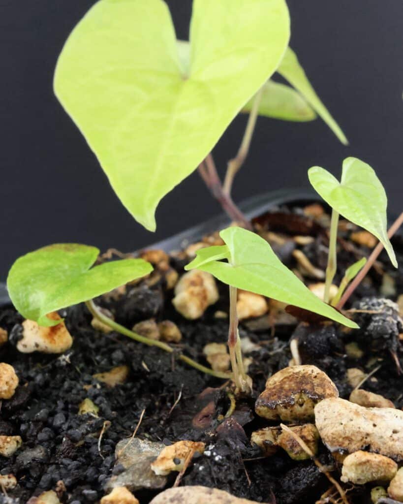 Details der ersten Blätter von Dioscorea mexicana, die gerade aus der Erde gekommen sind