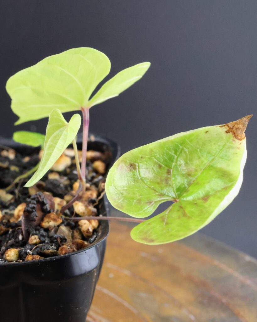 Keimblatt von Dioscorea mexicana, die Spitze ist trocken und es sind rosa Flecken sichtbar, wahrscheinlich aufgrund von zu viel Licht