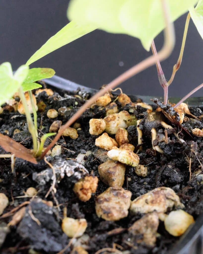 Kleiner Caudex von Dioscorea mexicana, man sieht, dass er nachgedunkelt und somit ausgehärtet ist, da er Kontakt mit der Luft hat; im Boden vergraben bleiben sie zart und weich