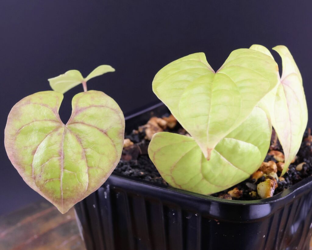 Blattdetails einer Dioscorea mexicana, man sieht den Farbunterschied zwischen den Blättern, vermutlich aufgrund ungleichmäßiger Lichteinstrahlung