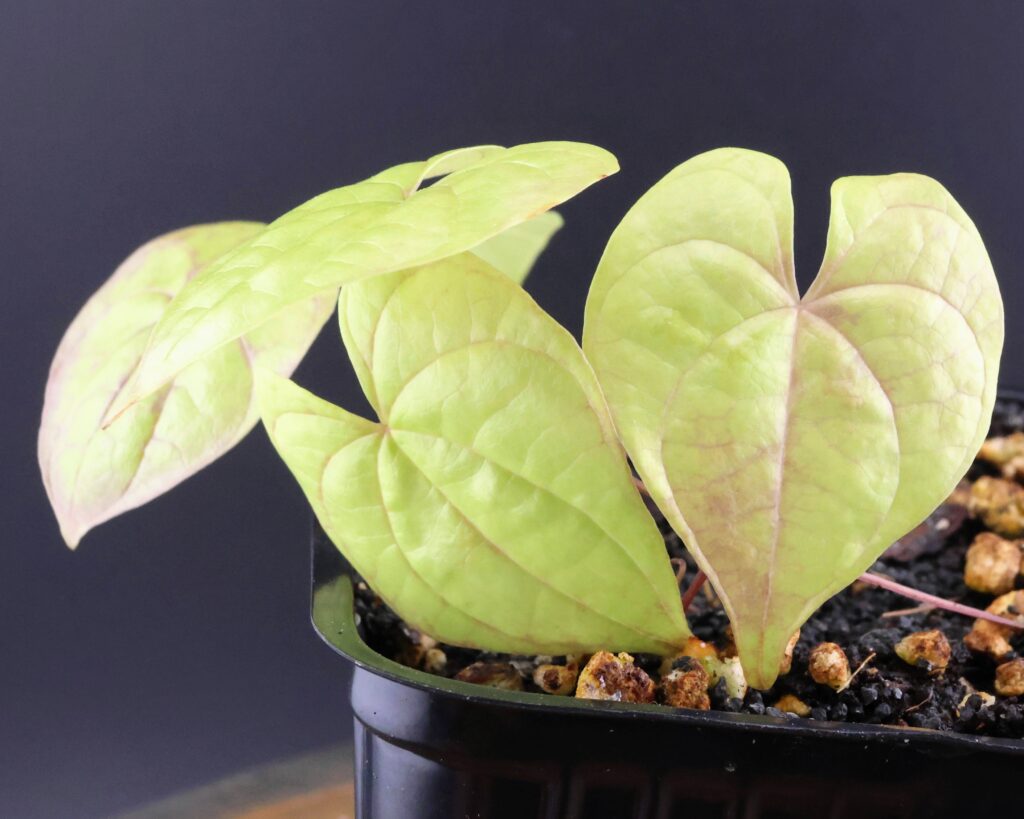 Blattgruppe von Dioscorea mexicana-Sämlingen