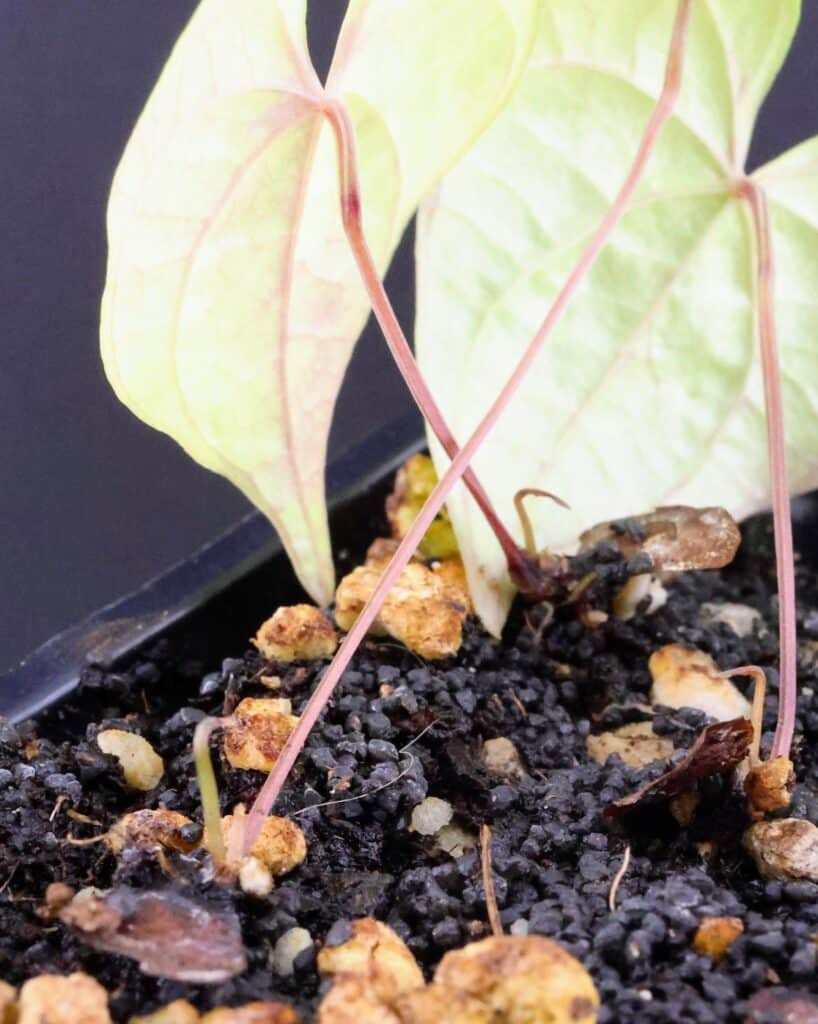 Details der Blattunterseite einer Dioscorea mexicana und einiger ganz neuer, noch unentwickelter Blätter