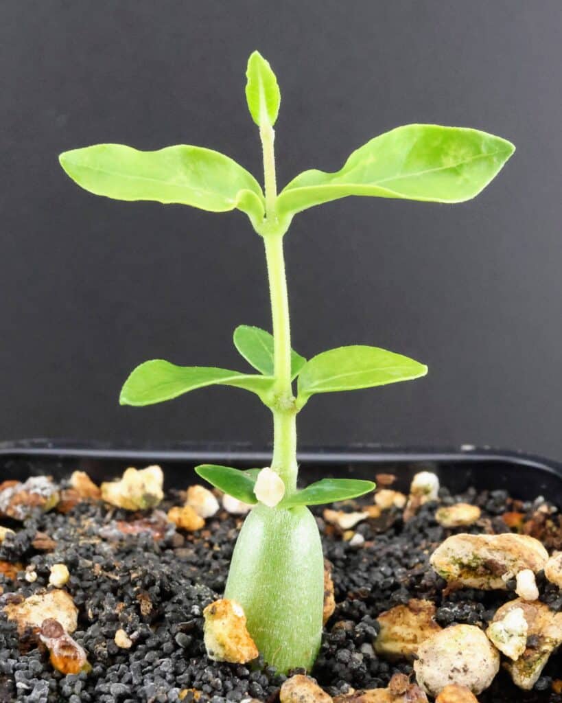 Junger Sämling von Fockea edulis