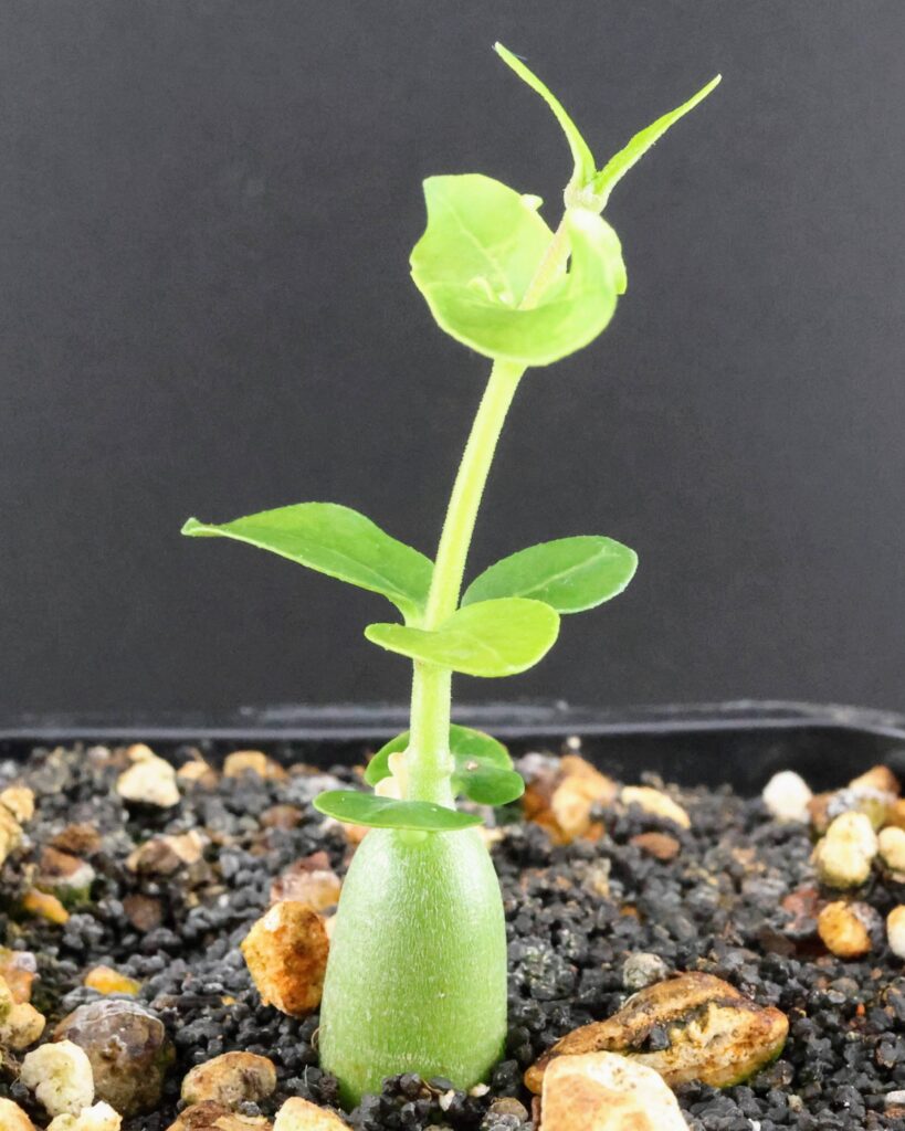 Junger Sämling von Fockea edulis, man sieht deutlich, wie er zum Licht wächst
