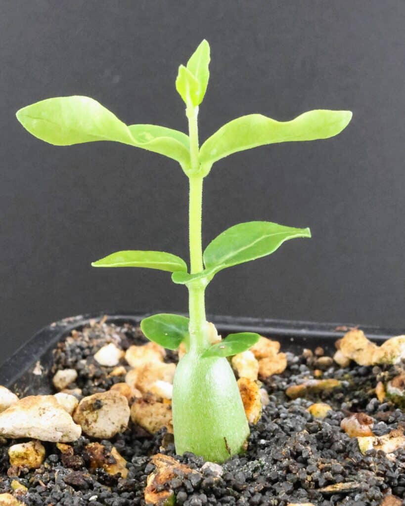 Jungpflanze von Fockea edulis, man sieht das vierte Blattpaar, das gerade austreibt