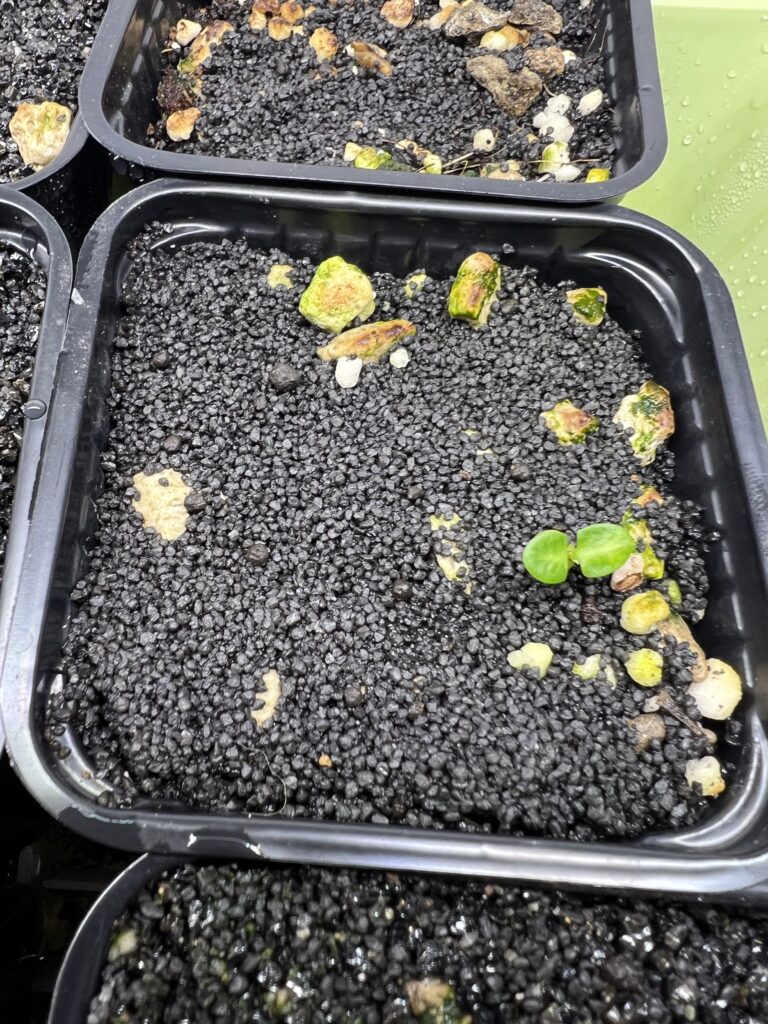 Ganz kleiner Sämling von Pachypodium bispinosum