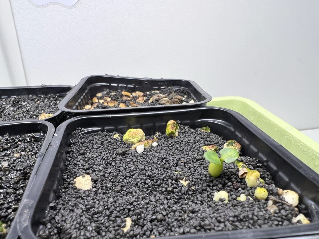 Ganz kleiner Sämling von Pachypodium bispinosum