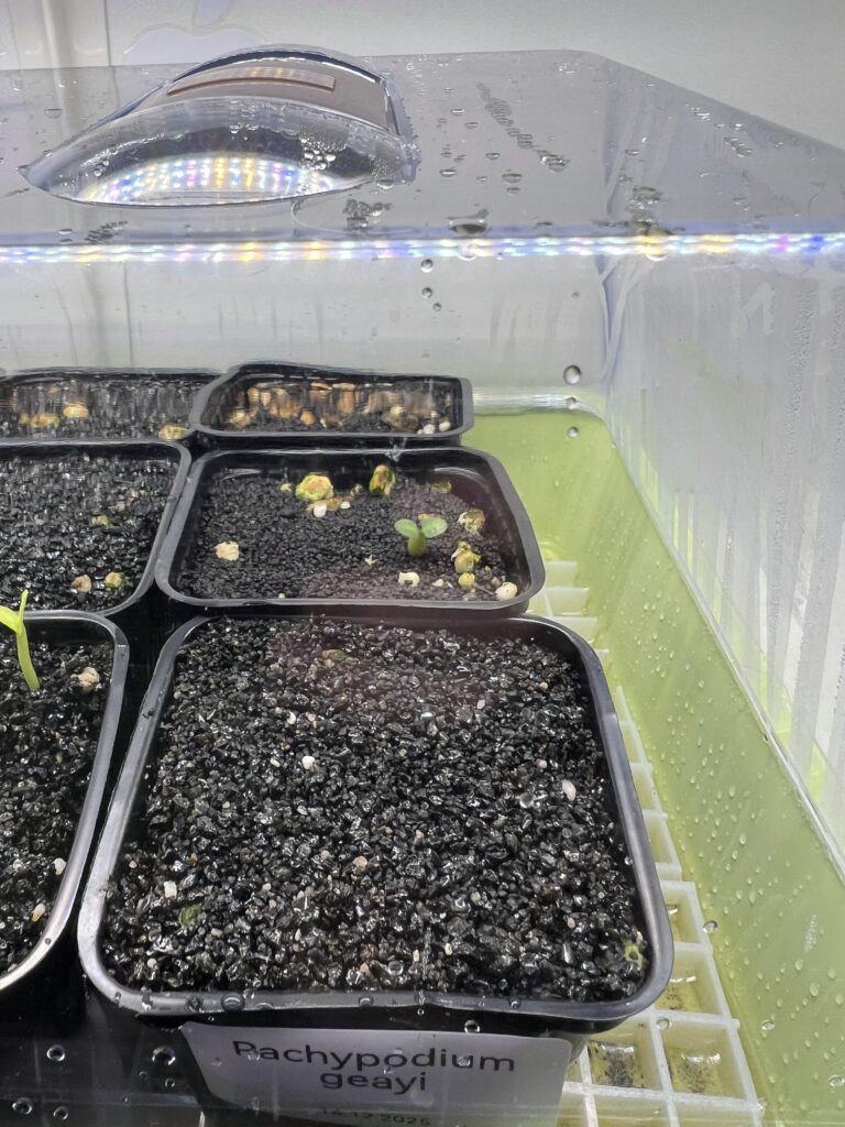 Ganz kleiner Sämling von Pachypodium bispinosum, noch im Minigewächshaus, um 100 % Feuchtigkeit zu halten