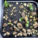 Pousses de pachypodium bispinosum