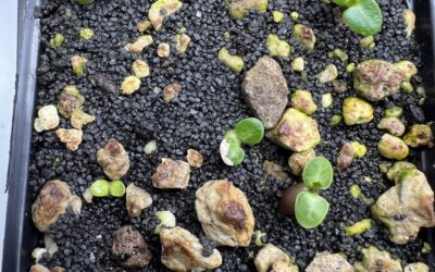 Pachypodium bispinosum Pflege: Aussaat, Substrat & Standort