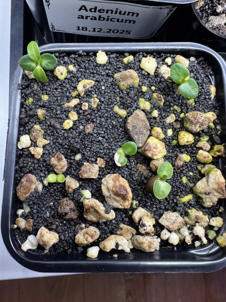 Draufsicht auf Sämlinge von Pachypodium bispinosum