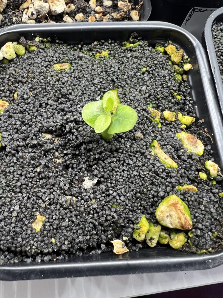 Draufsicht auf einen Sämling von Fockea edulis