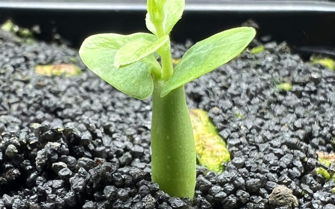 Suivi de culture: Fockea edulis