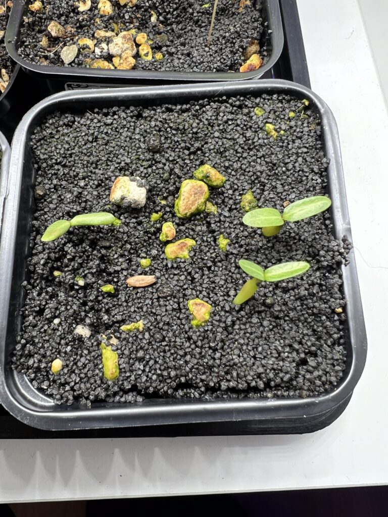 Draufsicht auf Sämlinge von Pachypodium rosulatum gracilis mit ihren ersten zwei Blättern