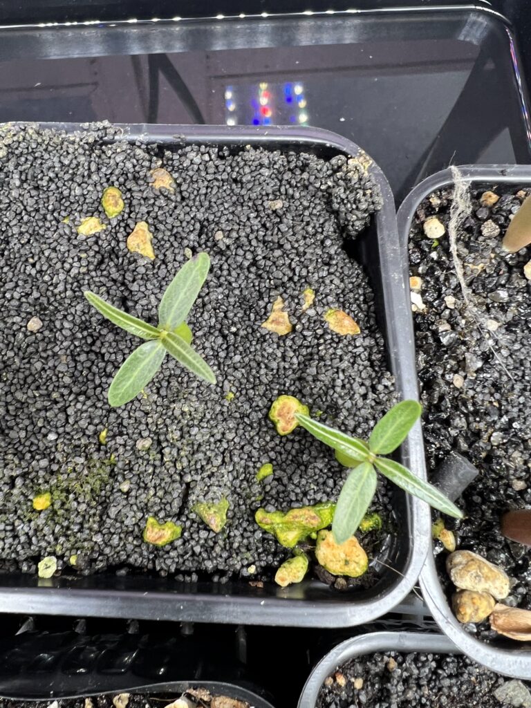 Details der ersten 4 Blätter von Pachypodium rosulatum gracilis