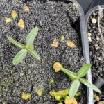 Pachypodium rosulatum v. gracilis en pousse