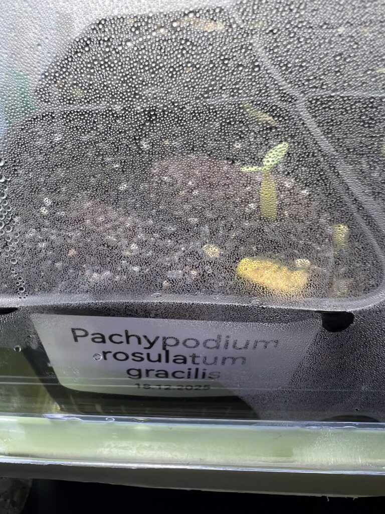Ganz kleiner Sämling von Pachypodium rosulatum gracilis, noch im Baggy, um die Feuchtigkeit zu halten