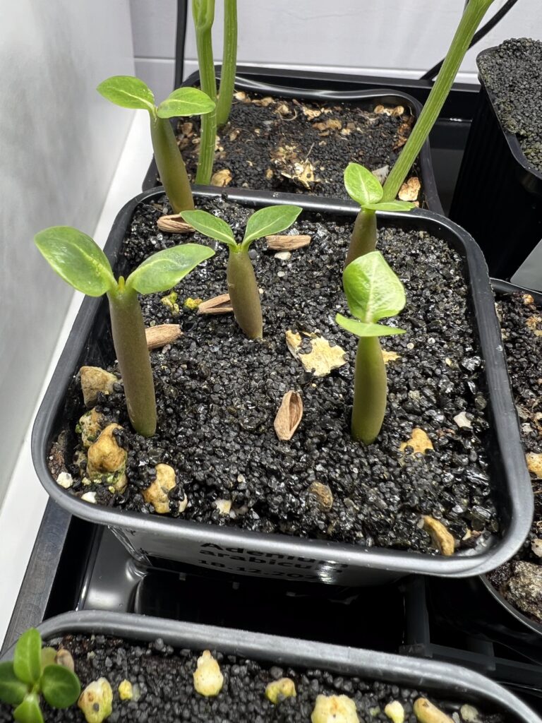 Seitenansicht von Adenium arabicum mit den ersten zwei Blättern