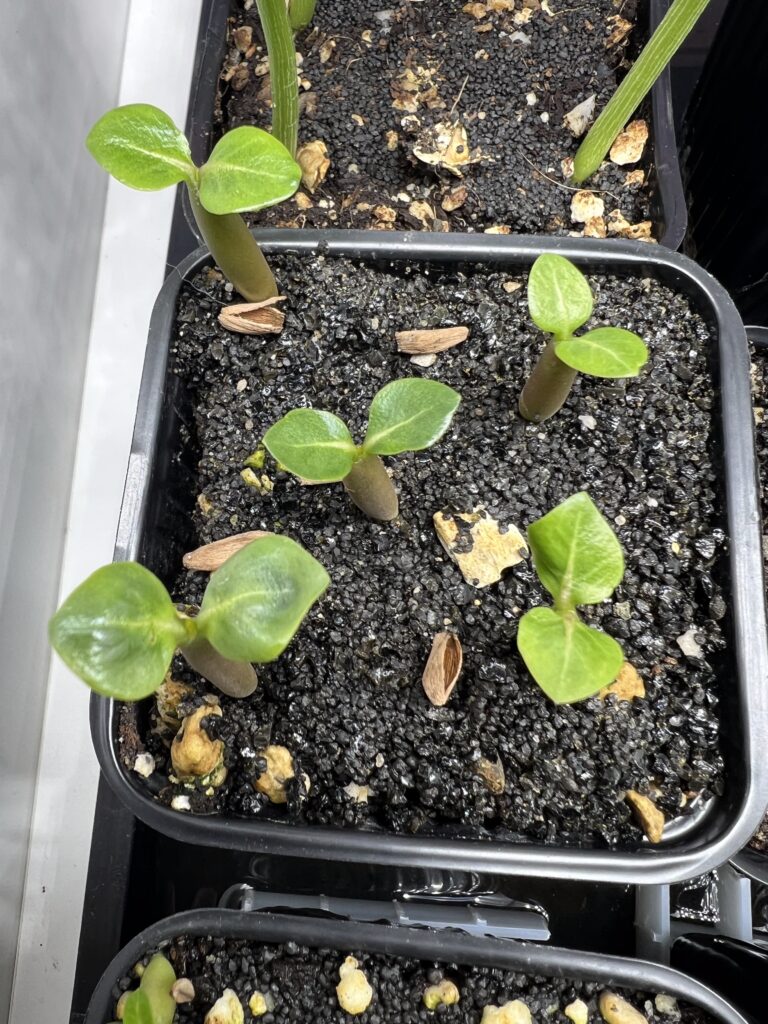 Sämlinge von Adenium arabicum, die gerade aus der Erde spriessen; man sieht die ersten Blätter