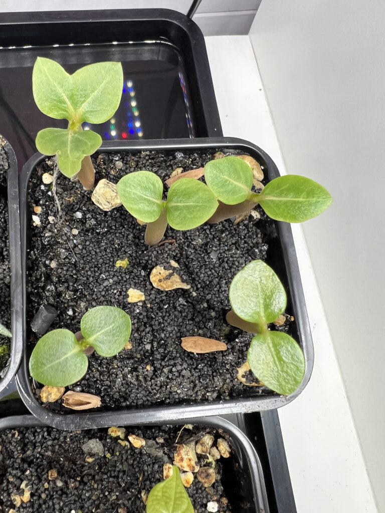 Seitenansicht von Adenium arabicum Sämlingen mit den ersten zwei Blättern, wobei eines ein deformiertes Blatt aufweist