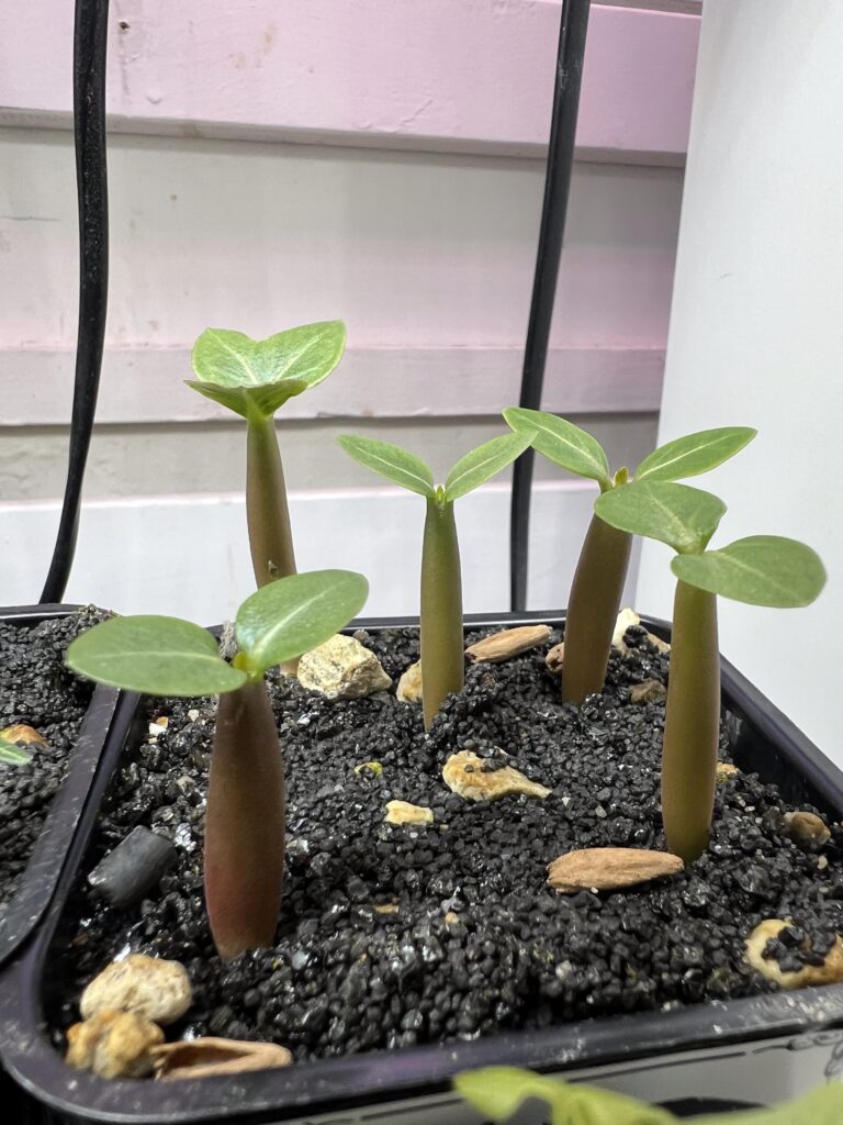 Seitenansicht der Kaudexe von Adenium arabicum Sämlingen, die gerade aus der Erde spriessen