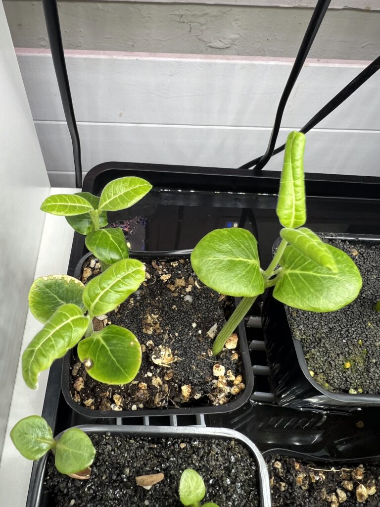 Draufsicht auf Sämlinge von Fockea multiflora, eines der Blätter weist einen Fleck oder eine Verbrennung auf