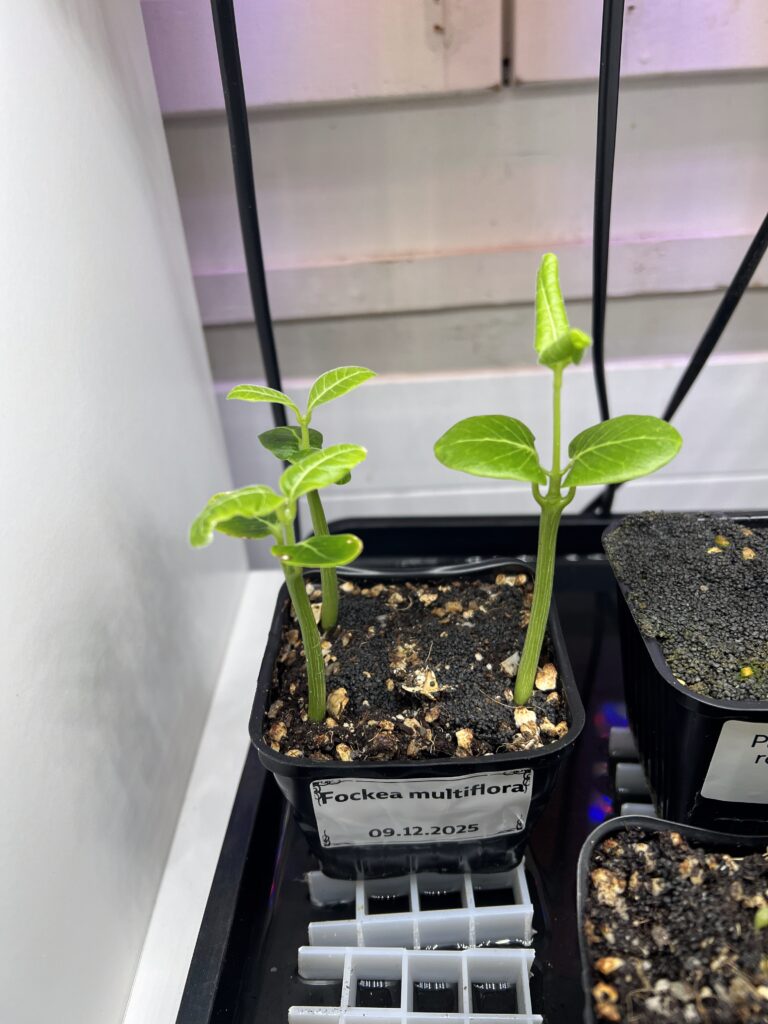 Aussaat von Fockea multiflora vom 09.12.2025