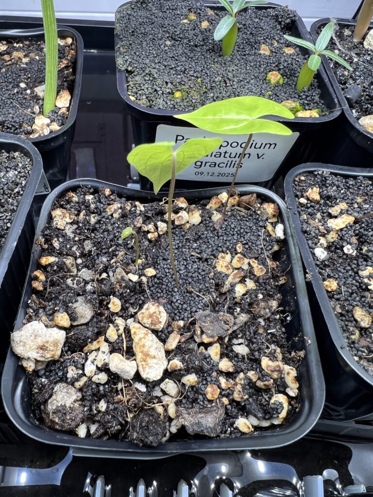 Details der Blattunterseite von Dioscorea mexicana