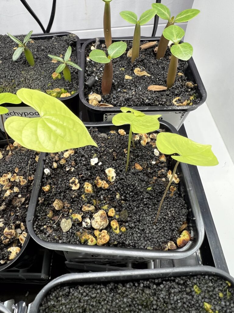 Details zu den neuen Blättern von Dioscorea mexicana aus jüngster Aussaat