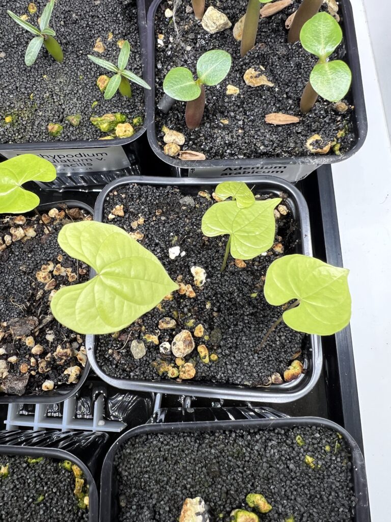 Draufsicht auf Blätter von Dioscorea mexicana aus der Aussaat