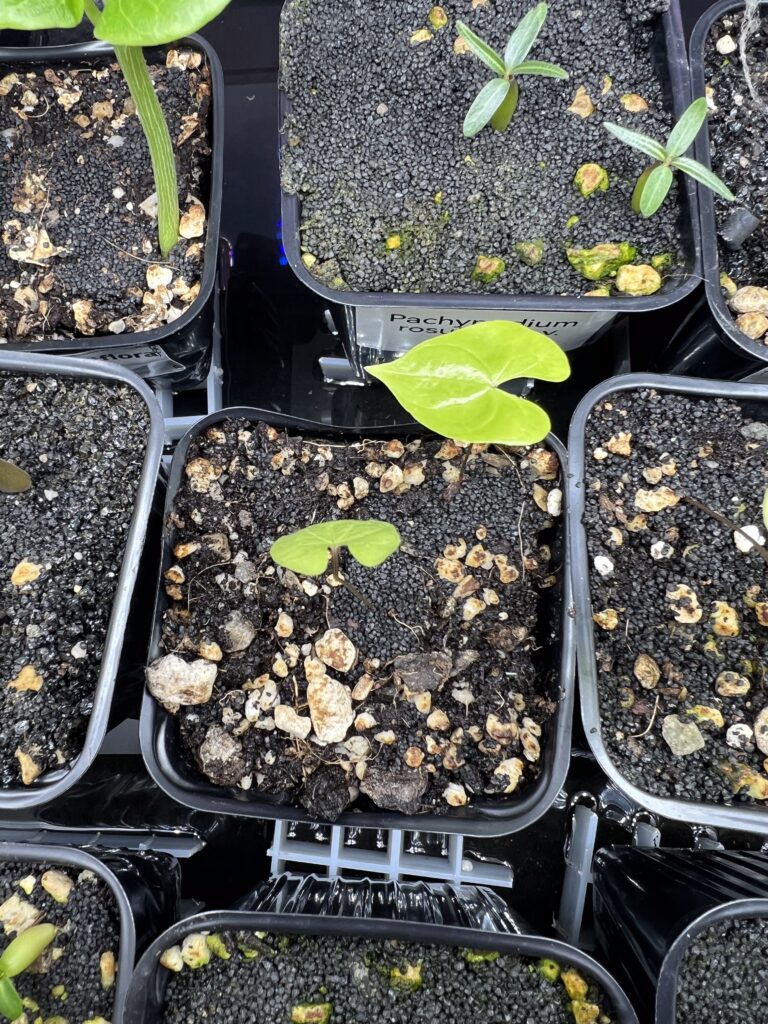 Erste Blätter einer Dioscorea mexicana, die aus dem Substrat sprießen