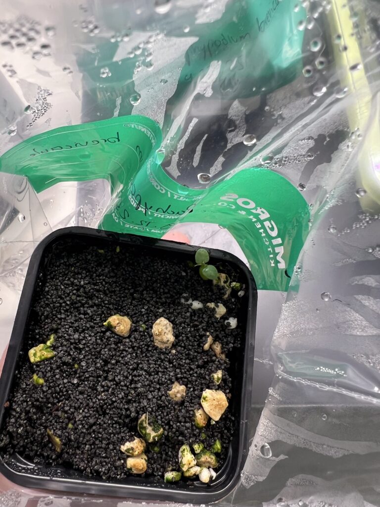 Frisch gekeimter Sämling von Pachypodium brevicaule