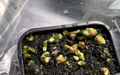 Kulturbegleitung: Pachypodium brevicaule