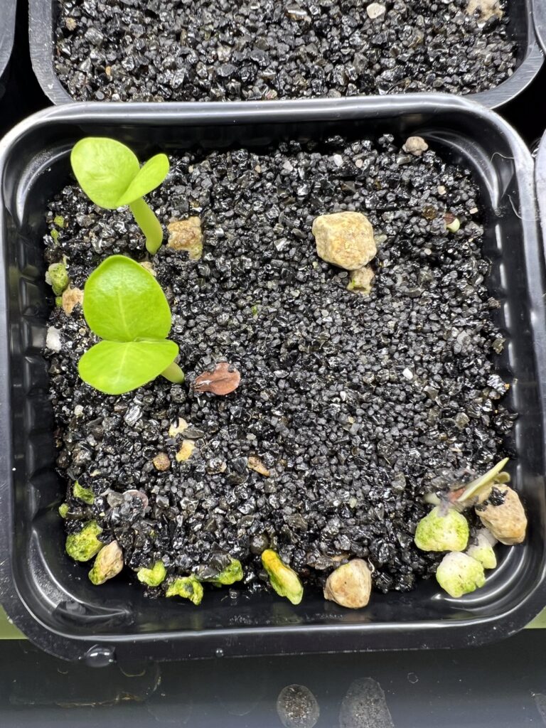 Zwei frisch gekeimte Sämlinge von Pachypodium saundersii mit ihren ersten Blättern