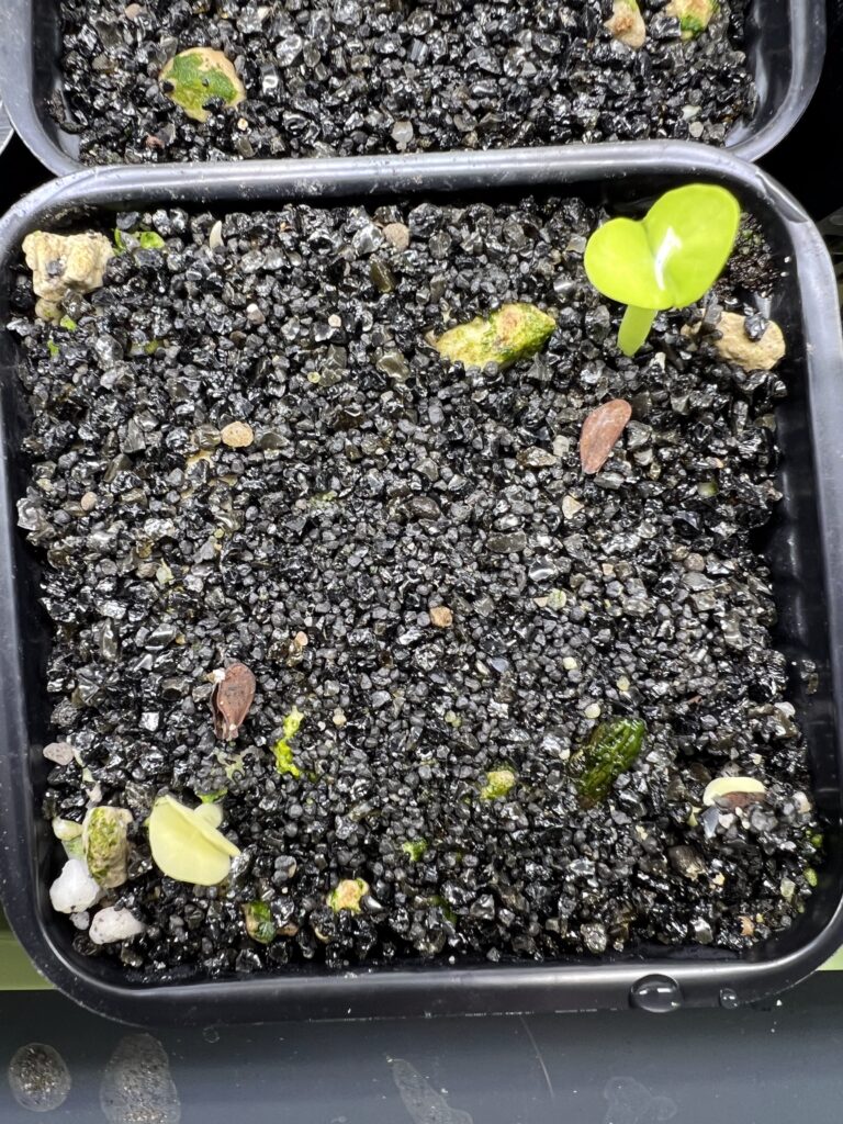 Erste echte Blätter eines Pachypodium saundersii-Sämlings