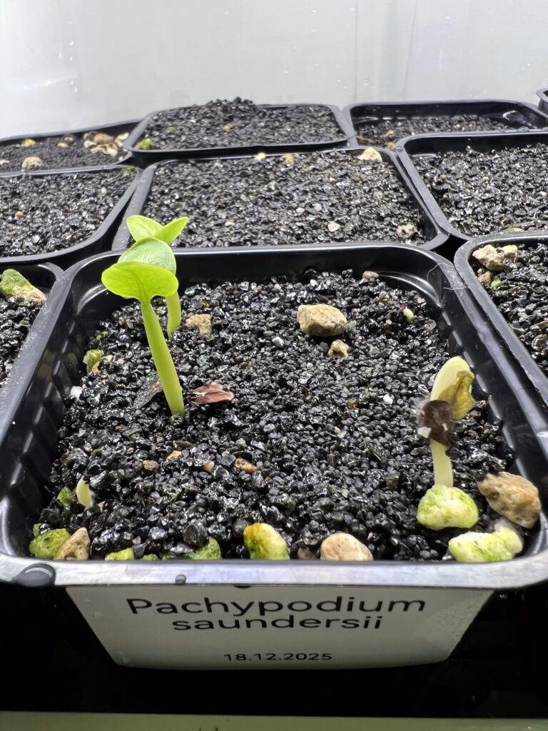 Zwei Sämlinge von Pachypodium saundersii, ausgesät am 18.12.2025