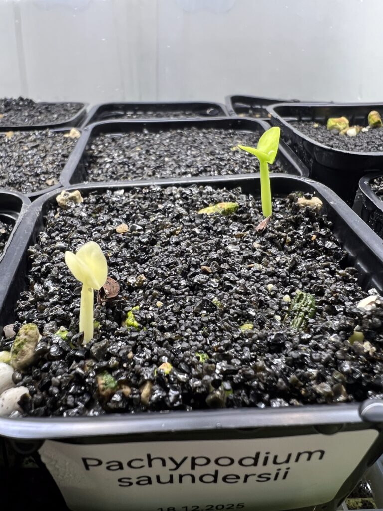 Seitenansicht von zwei frisch gekeimten Pachypodium saundersii-Sämlingen