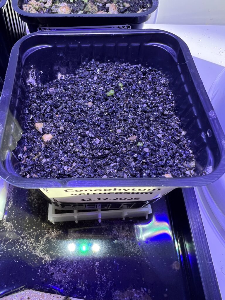 Erste Sämlinge von Conophytum verrucosum, ausgesät am 12.12.2025