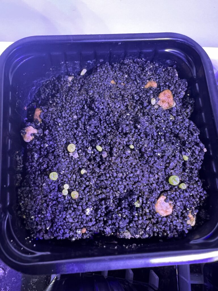 Frisch gekeimte Sämlinge von Lithops optica 'Rubra'