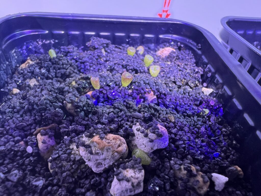 Seitenansicht von frischen Lithops optica 'Rubra'-Sämlingen, die bereits beginnen, Farbe anzunehmen