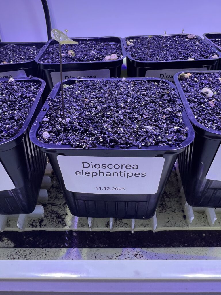 Frisch aus dem Substrat gekeimter Sämling von Dioscorea elephantipes