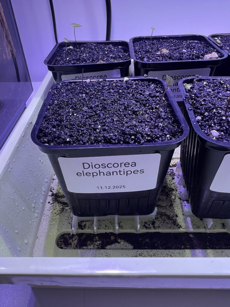 Sämlinge von Dioscorea elephantipes, gepflanzt am 11.12.2025