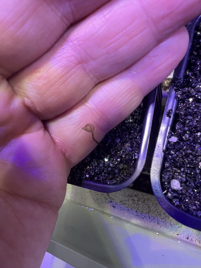 Sehr junges, fast transparentes Blatt von Dioscorea elephantipes, frisch aus der Erde