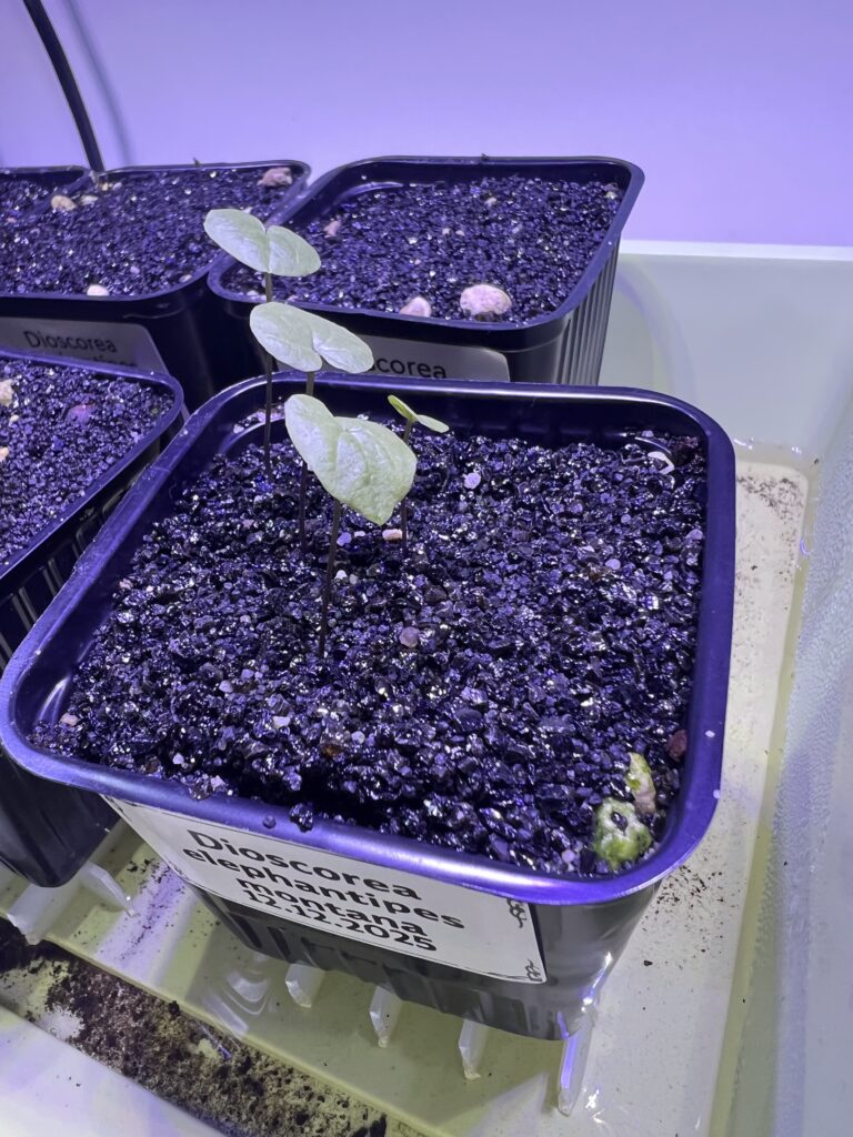 Die ersten vier Blätter von Dioscorea elephantipes var. montana beim Durchbrechen der Erde