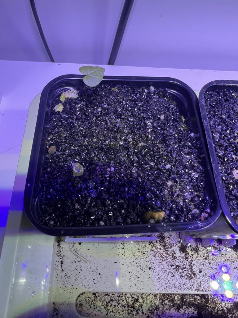 Frisch gekeimte Sämlinge von Dioscorea elephantipes var. montana