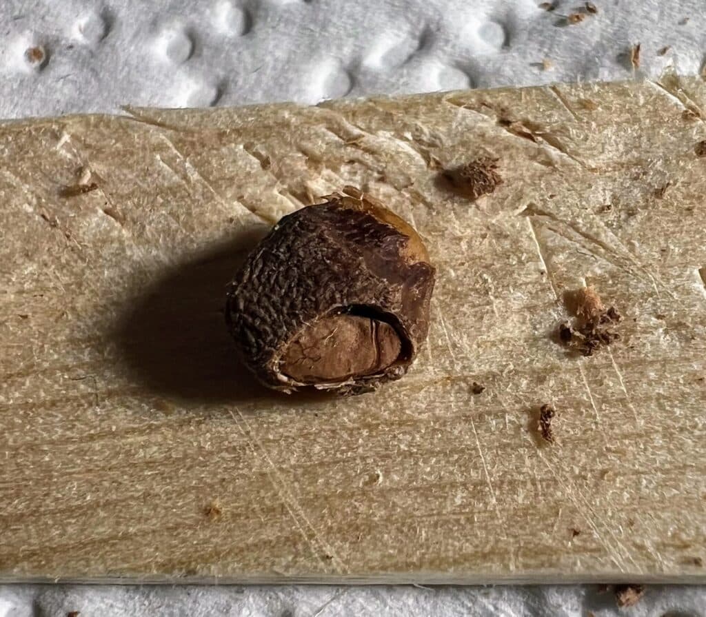 Makroaufnahme eines Operculicarya pachypus-Samens mit entferntem Operculum zur Keimerleichterung